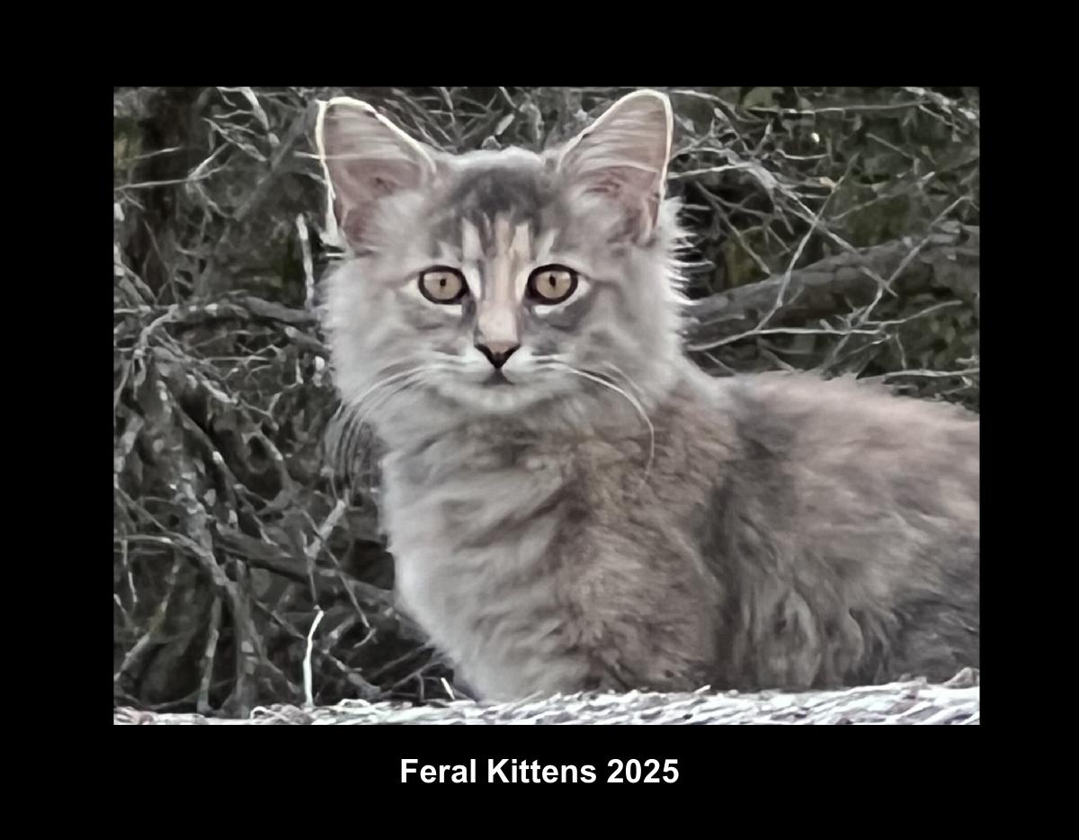 Feral Kittens 2025