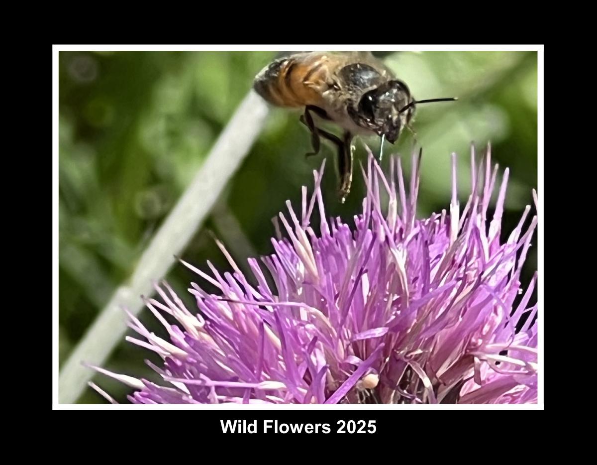 Wild Flowers 2025