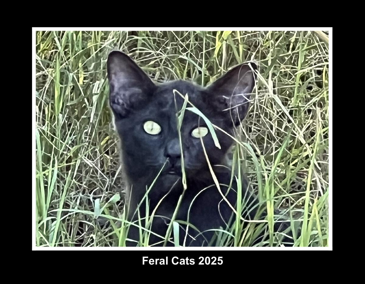 Feral Cats 2025