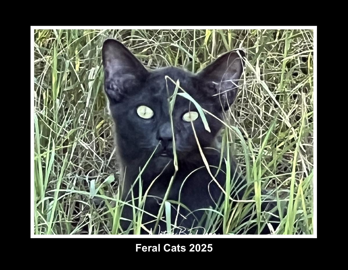 Feral Cats 2025