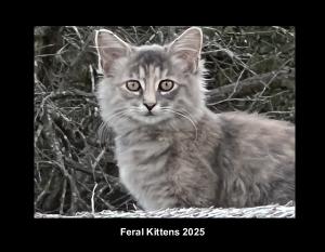 Feral Kittens 2025