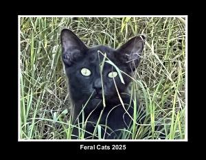 Feral Cats 2025