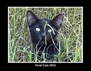 Feral Cats 2025