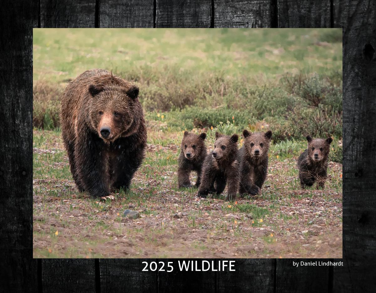 2025 Wildlife