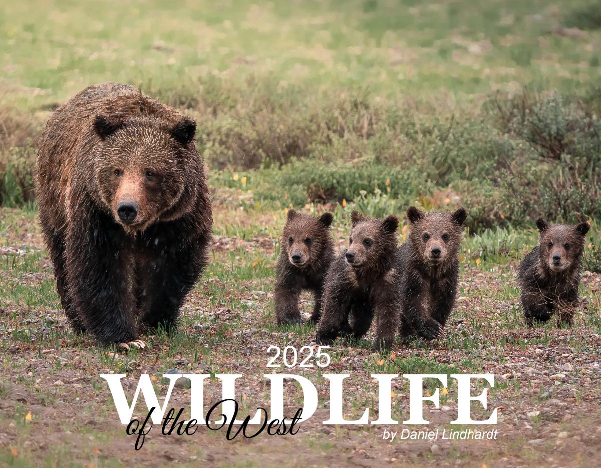 2025 Wildlife