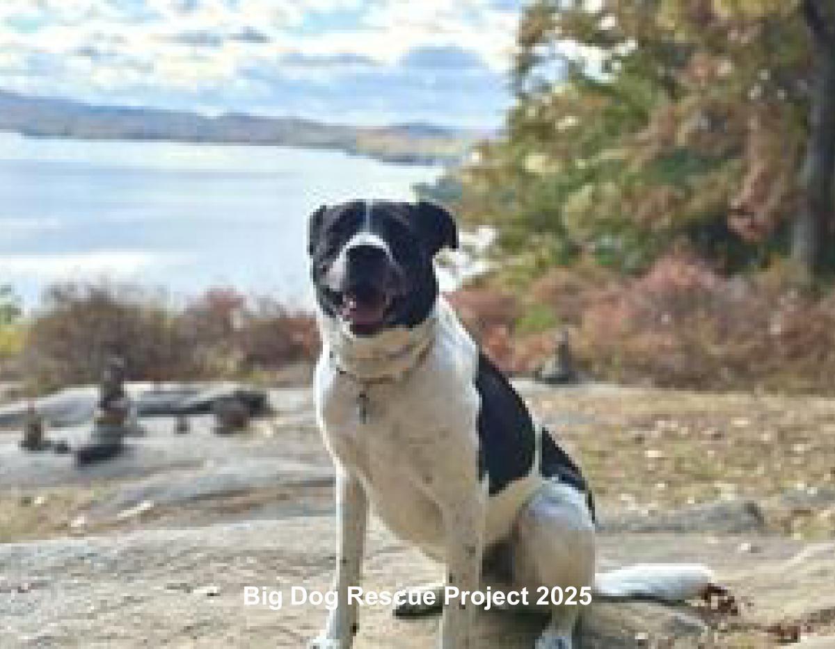 Big Dog Rescue Project 2025 Calendar