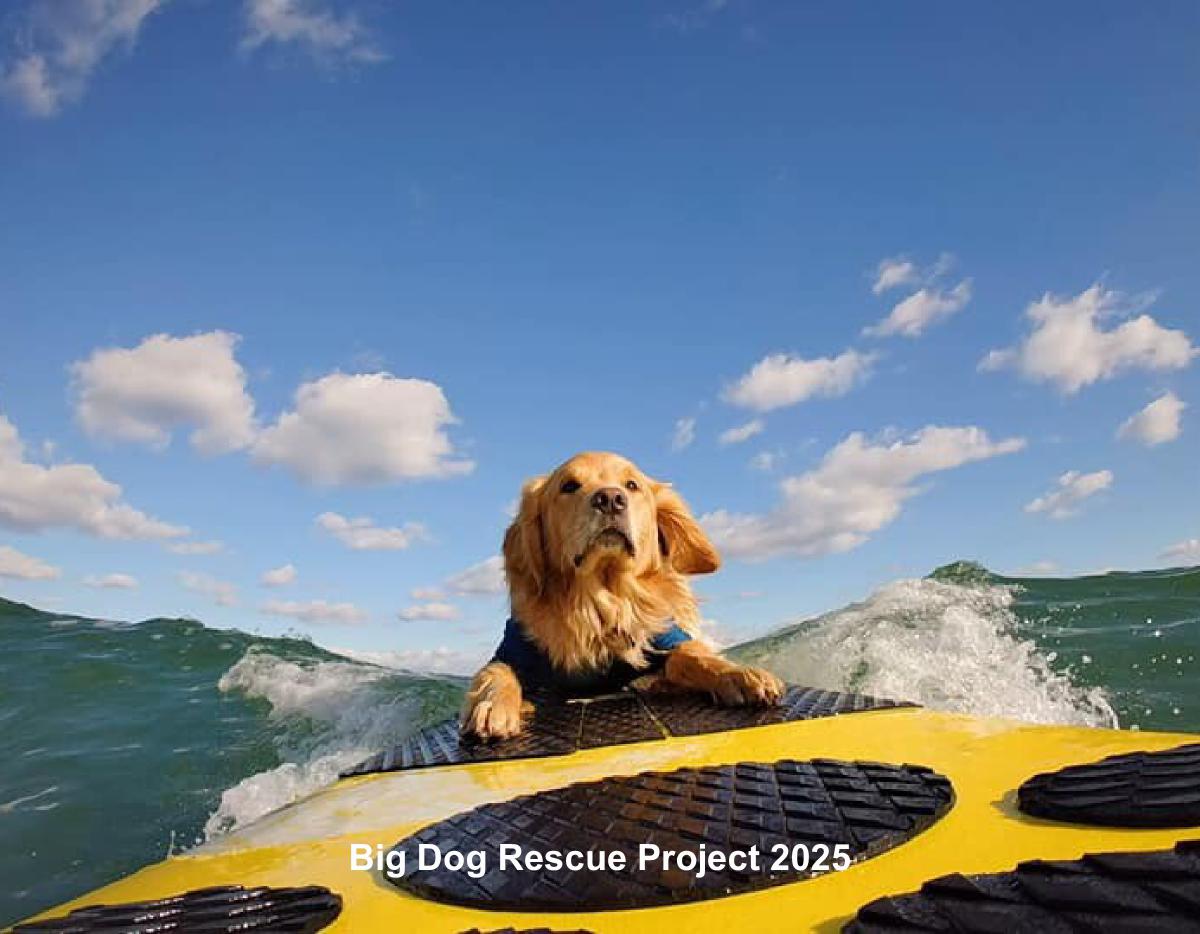 Big Dog Rescue Project 2025 Calendar