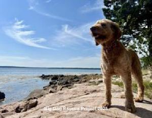 Big Dog Rescue Project 2025 Calendar