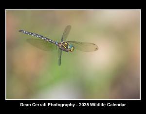 Dean Cerrati Photography - 2025 Wildlife Calendar