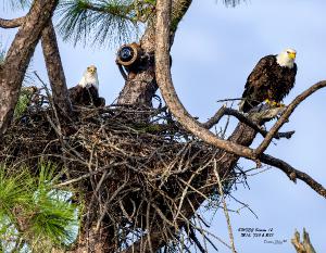 SWFL Eagles Season 12