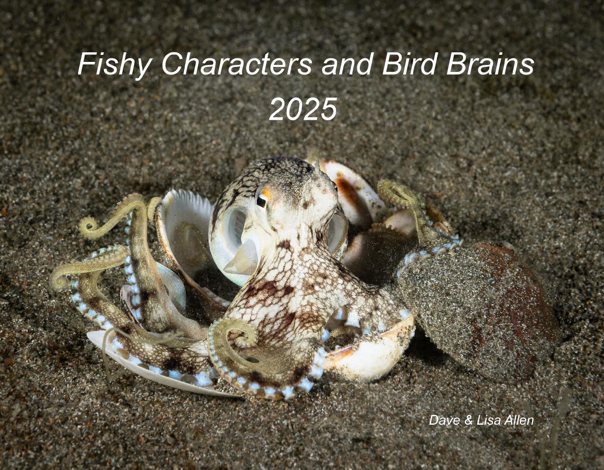 Fishy Characters and Bird Brains 2025