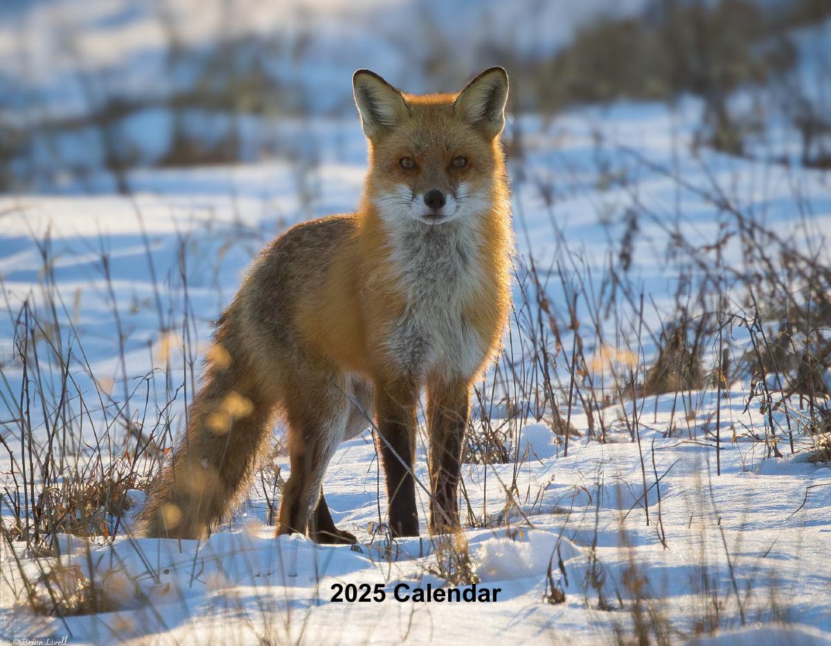 2025 Fox Calendar