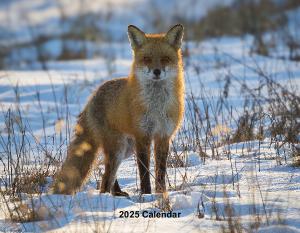 2025 Fox Calendar