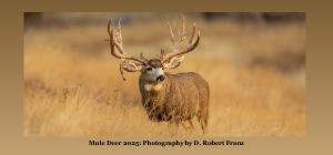 2025Mule Deer Desk Calendar