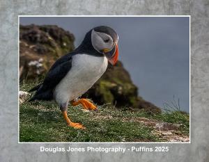 Douglas Jones Photography - Puffins 2025