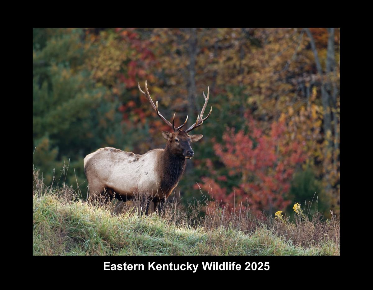 Eastern Kentucky Wildlife 2025