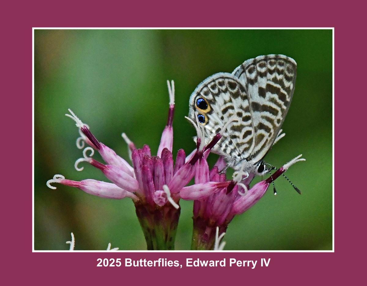 2025 Butterflies, Edward Perry IV