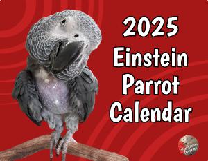 Einstein Parrot 2025 Wall Calendar