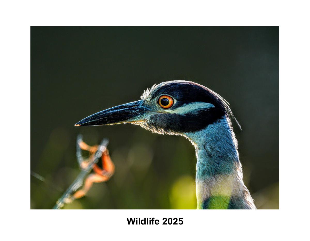 Wildlife 2025 Calendar