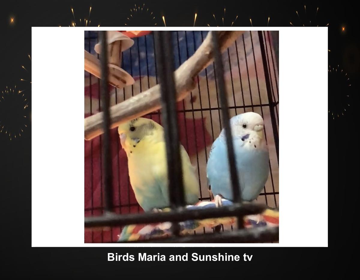 Birds Maria and Sunshine TV