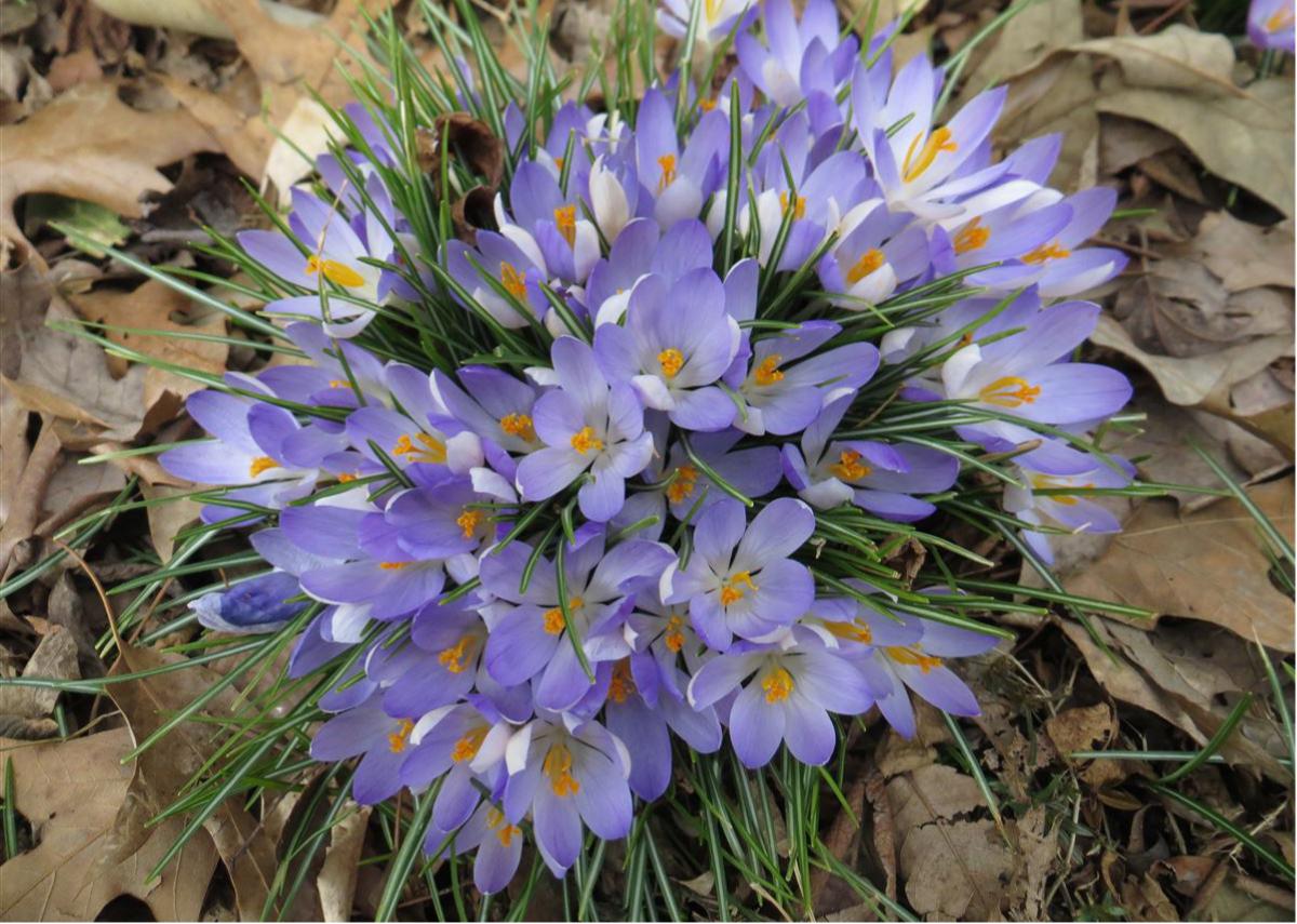 Crocus Bundle