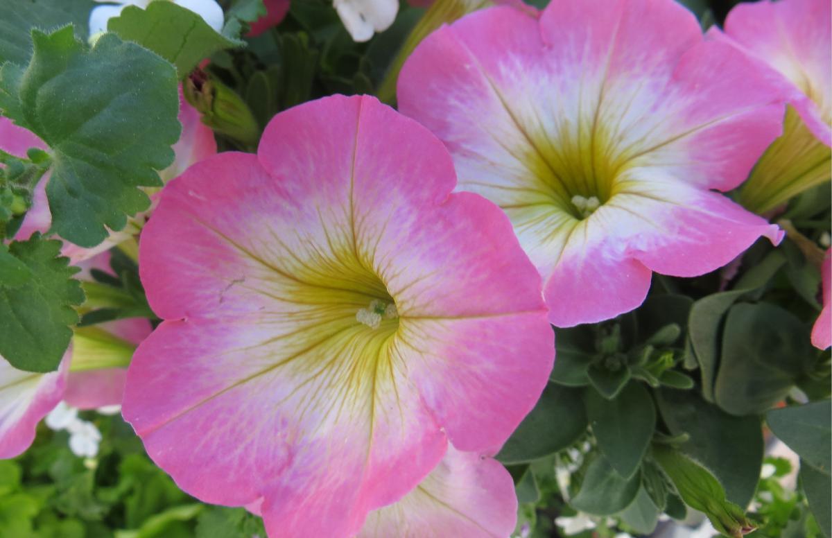 Pink Flowers