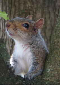 Squirrel Portrait Card