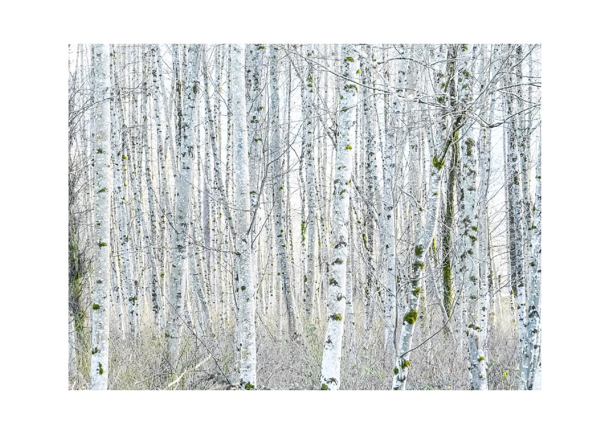 5x7 Christmas Card (1)- Alder in Winter #2