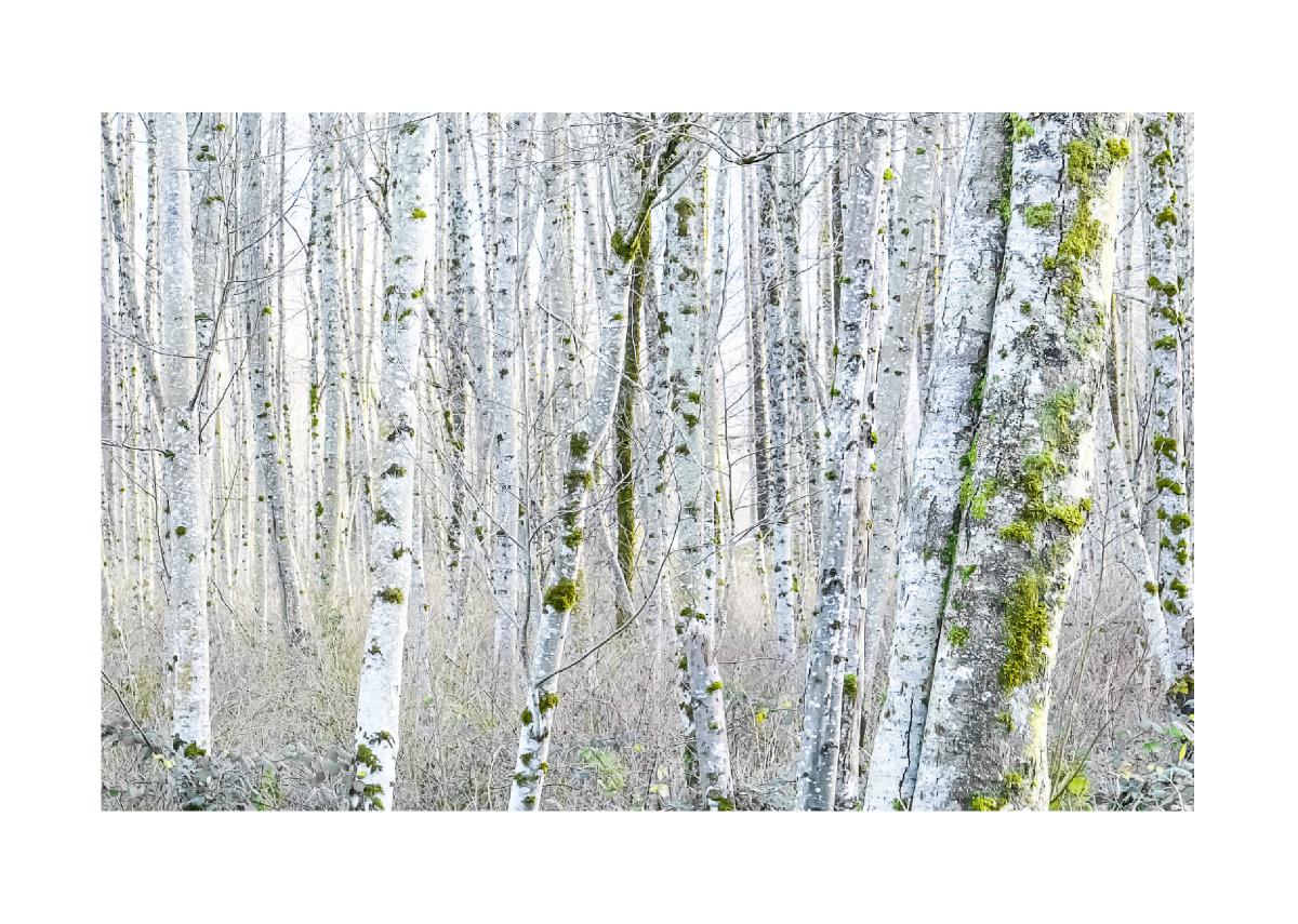 5x7 Christmas Card (1)- Alder in Winter #5