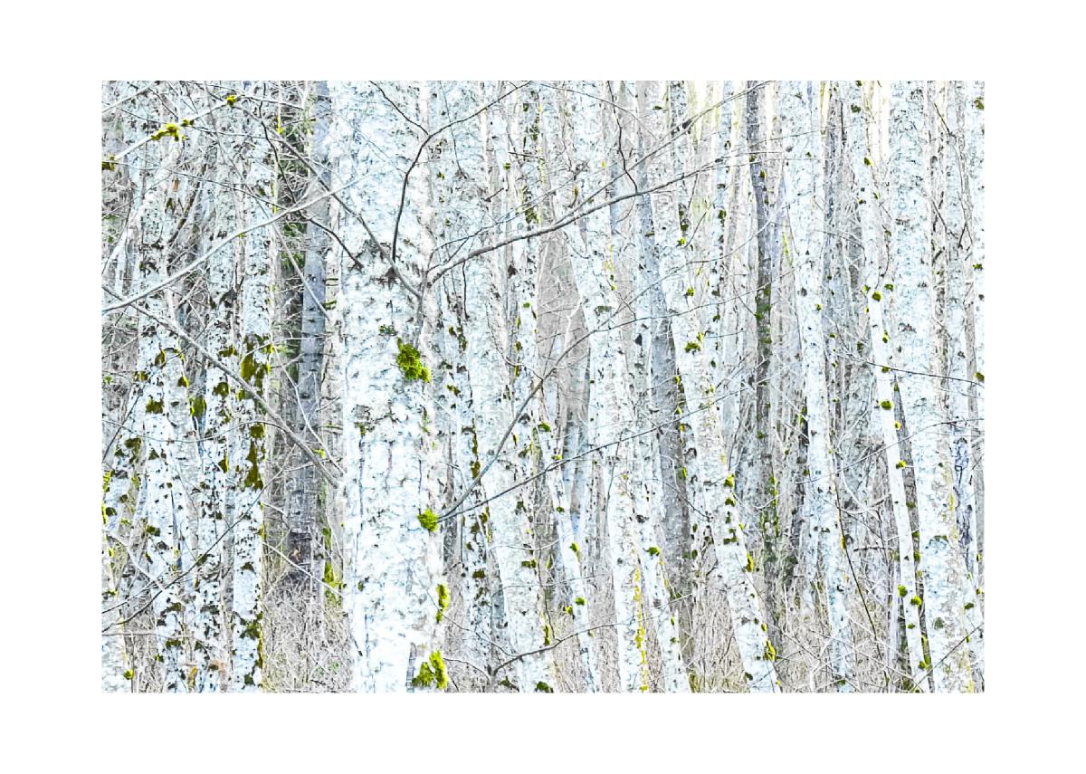 5x7 Christmas Card (1)- Alder in Winter #3