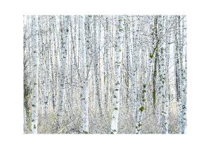 5x7 Christmas Card (1)- Alder in Winter #2