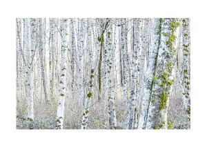 5x7 Christmas Card (1)- Alder in Winter #5