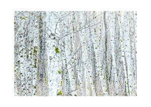 5x7 Christmas Card (1)- Alder in Winter #3