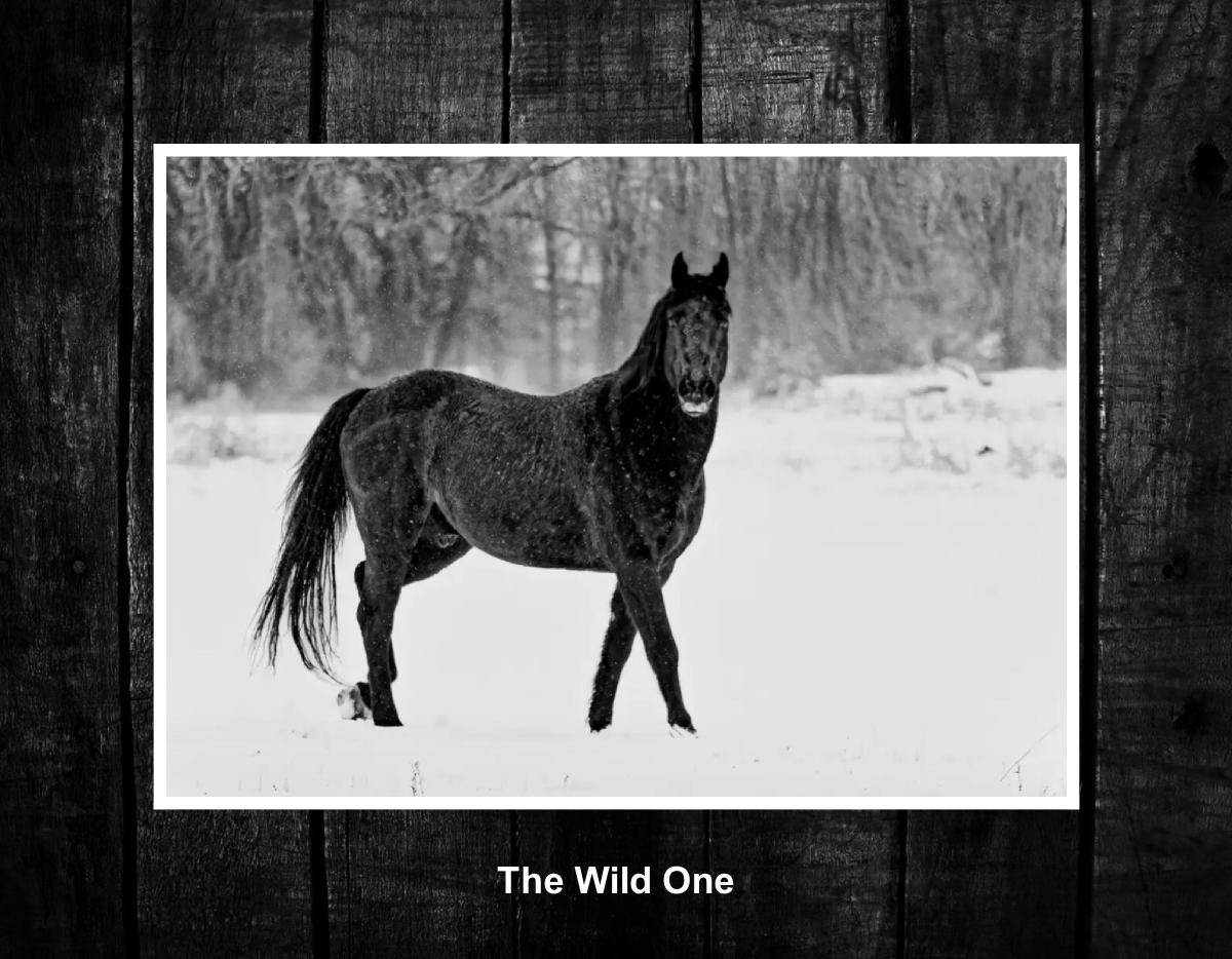 The Wild One