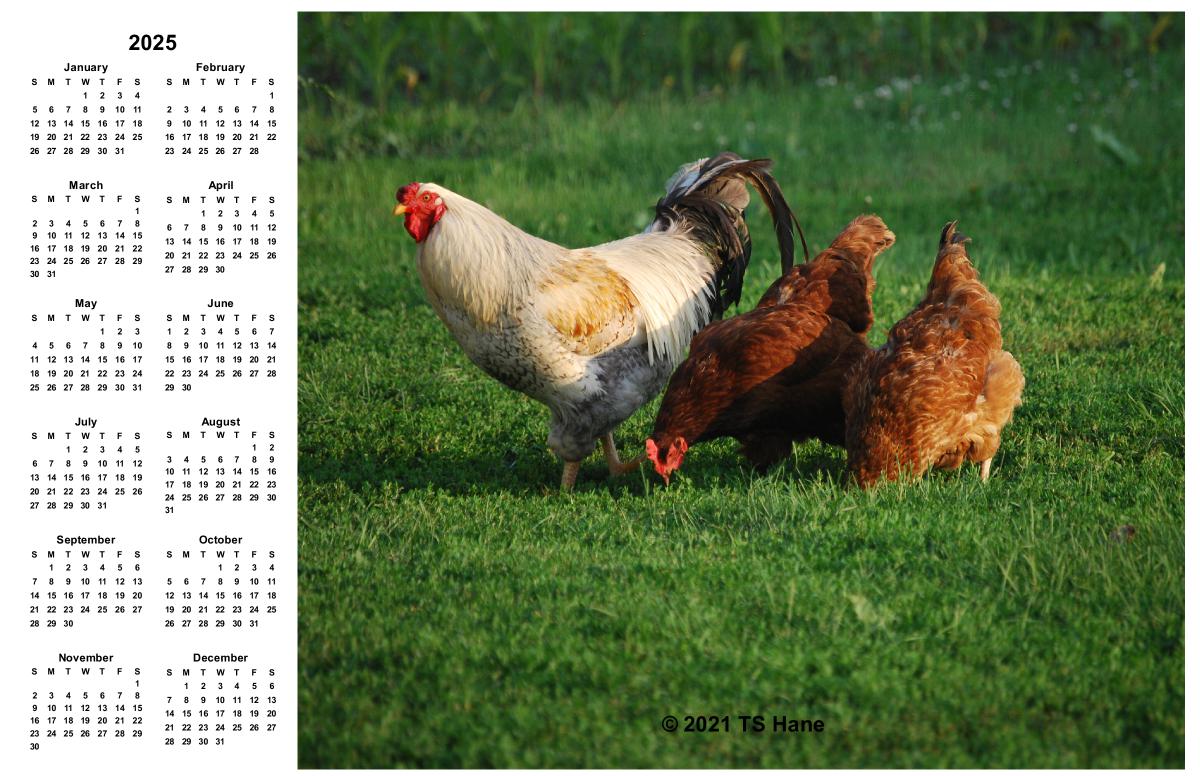 2025 Poster Calendar Iowa Farm Chickens