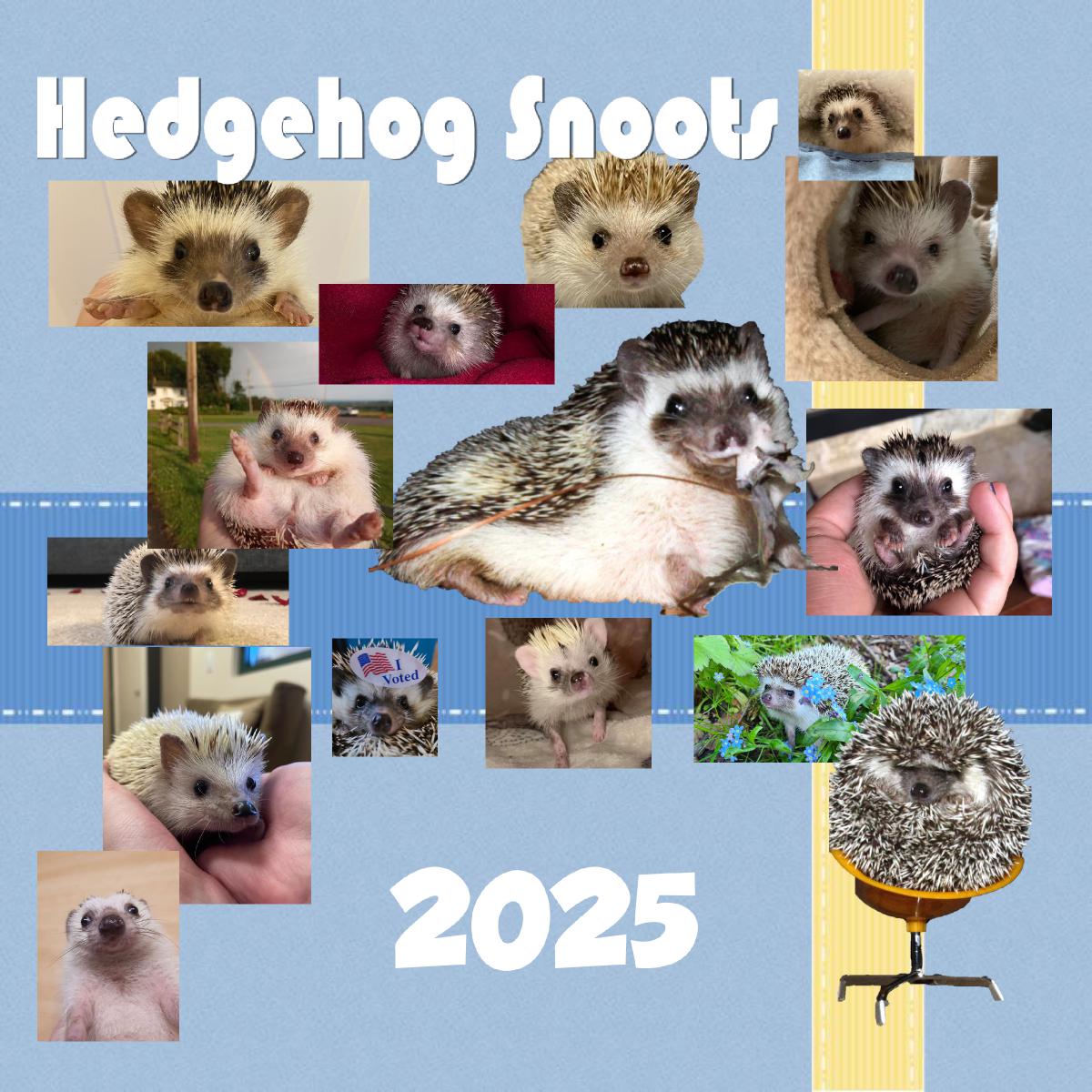 Hedgehog Snoots 2025