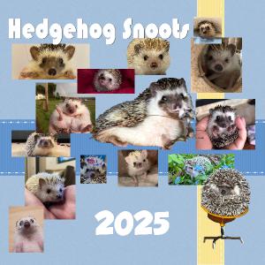 Hedgehog Snoots 2025