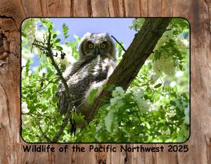 Wildlife of the Pacific Northwest~HRC Photography