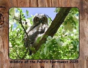 Wildlife of the Pacific Northwest~HRC Photography