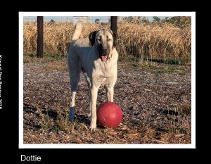 2025 Hands Helping Paws Photo book