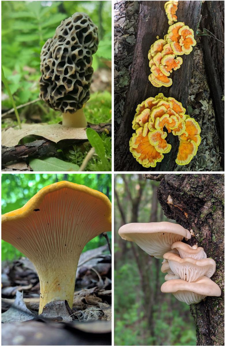 Mushroom Notebook