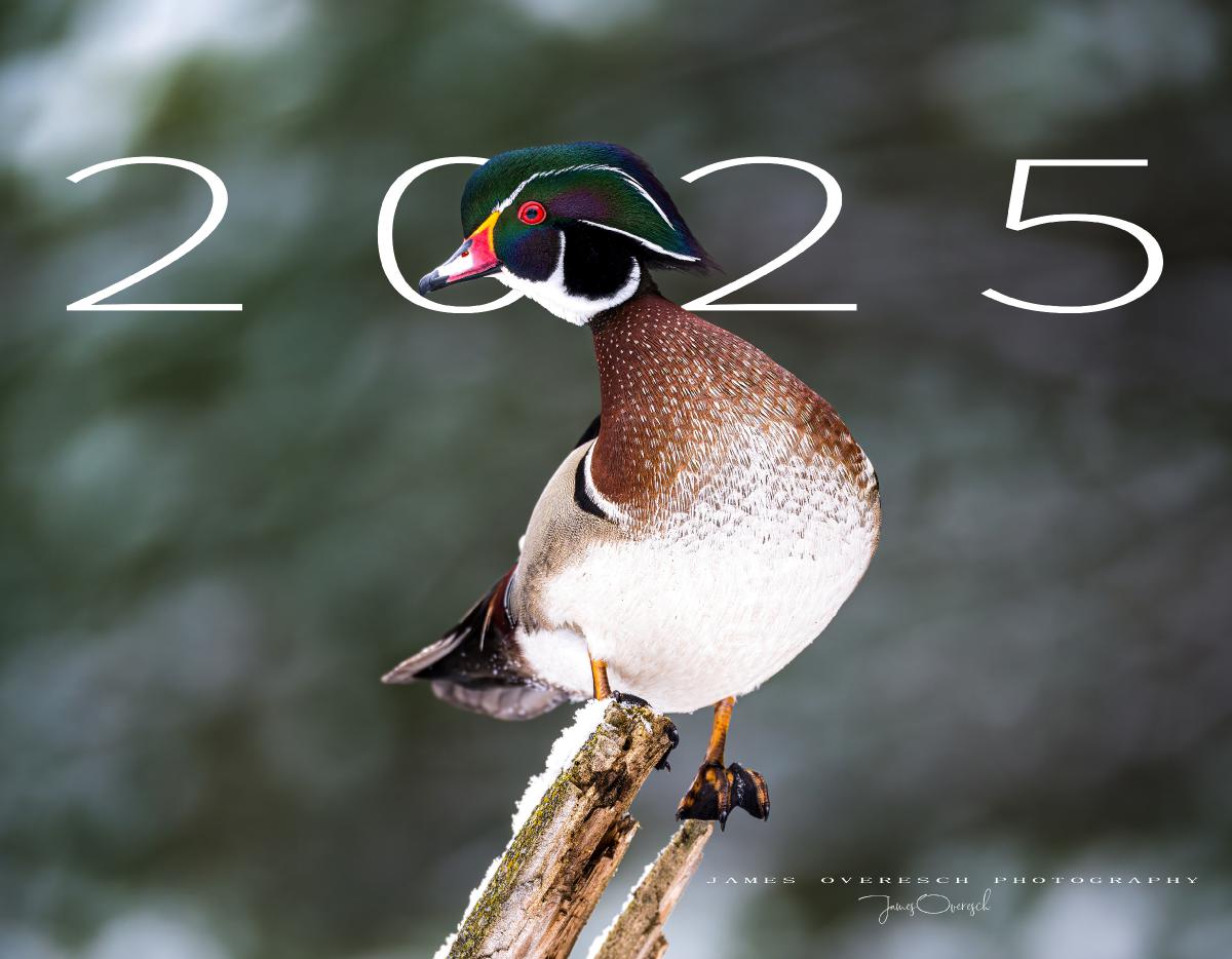 2025 Wildlife Calendar