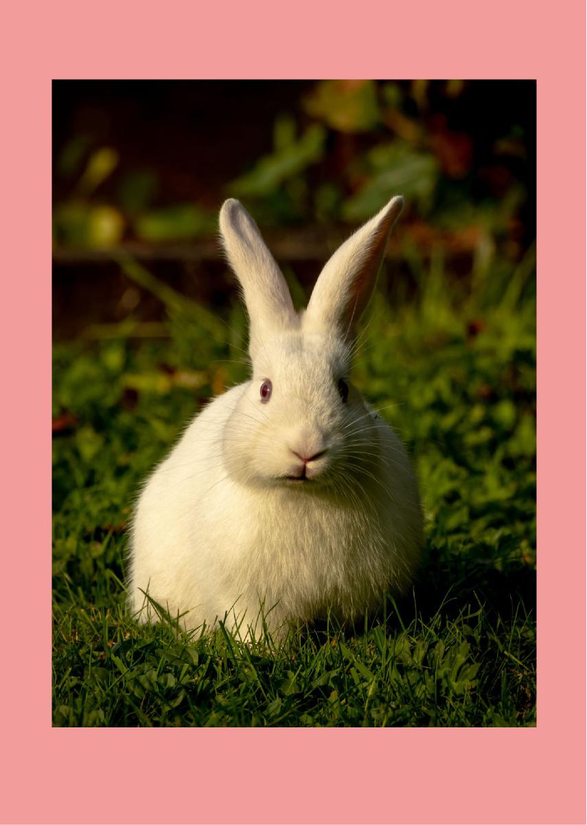 Easter Bunny Greeting Card