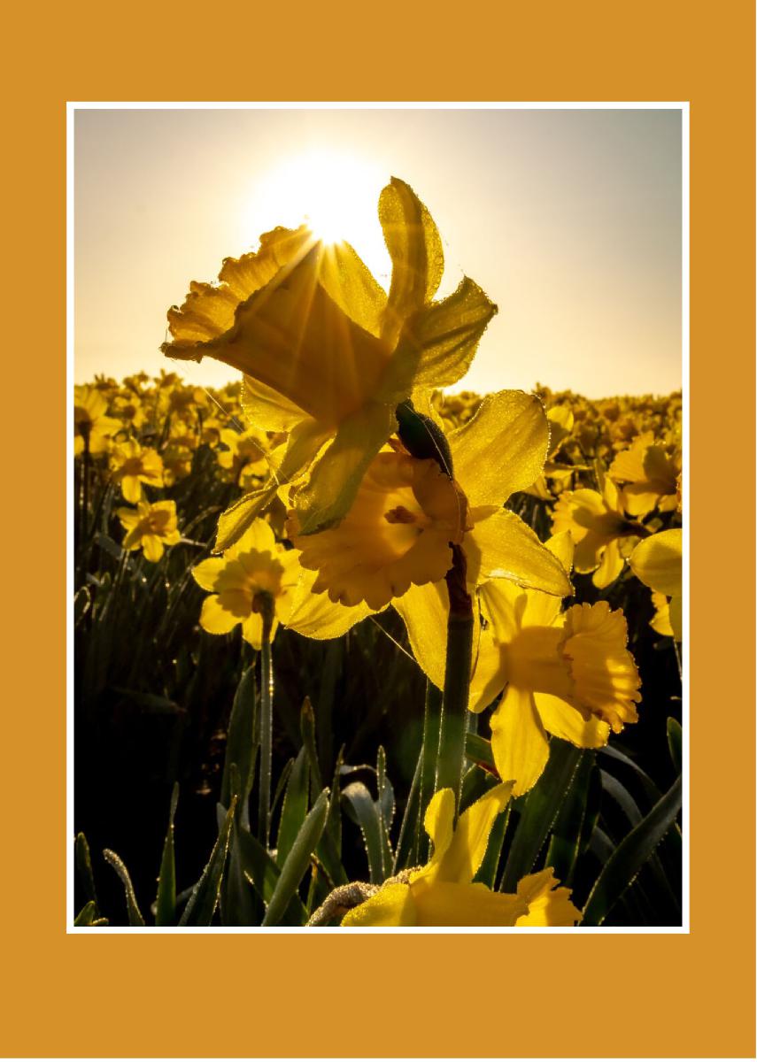 Daffodil Sunrise