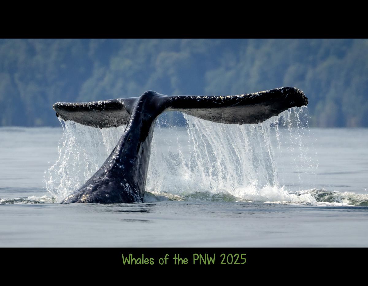 Whales of the PNW 2025