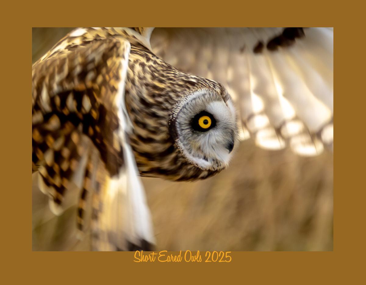 Short Eared Owls 2025