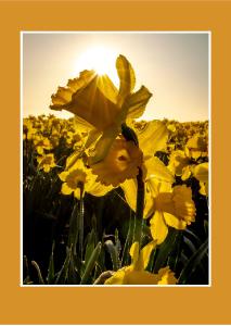 Daffodil Sunrise