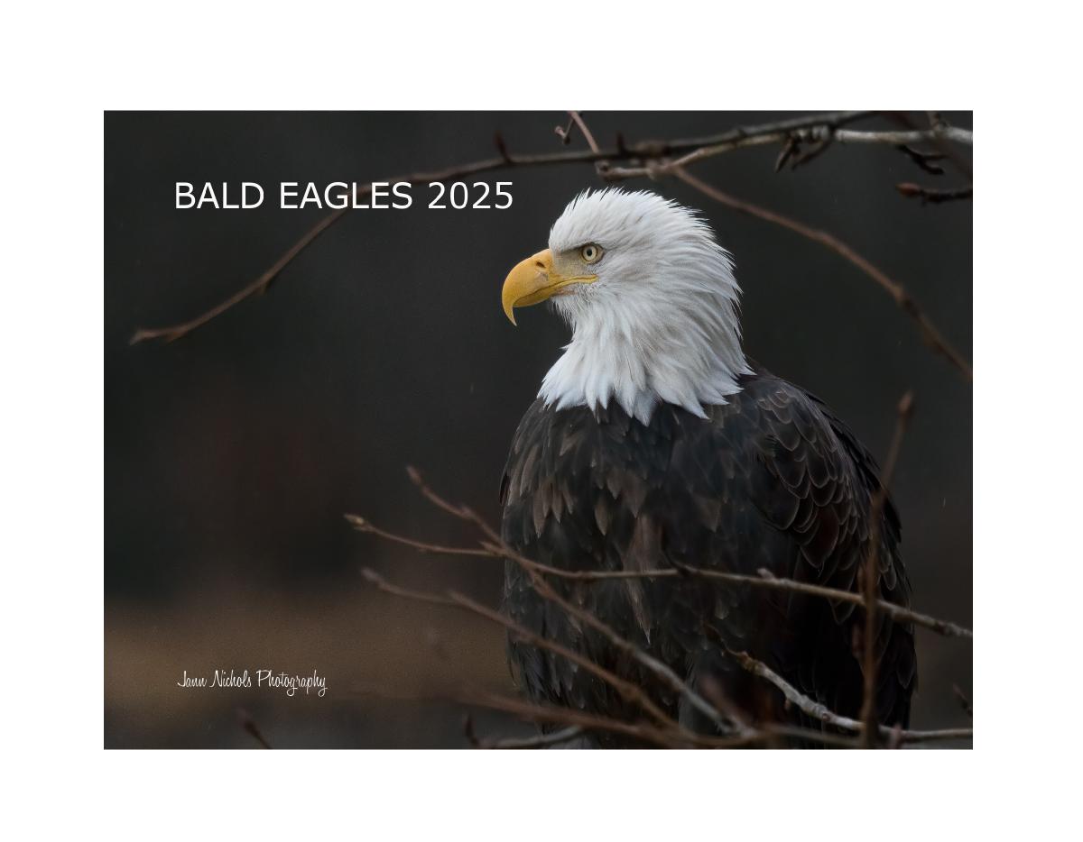 Bald Eagles 2025