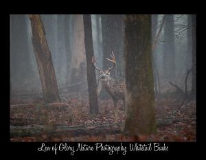 Whitetail Bucks