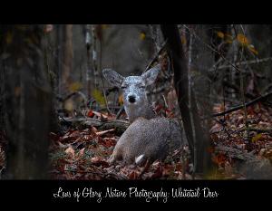 Whitetail Deer